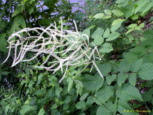 {Aruncus dioicus}